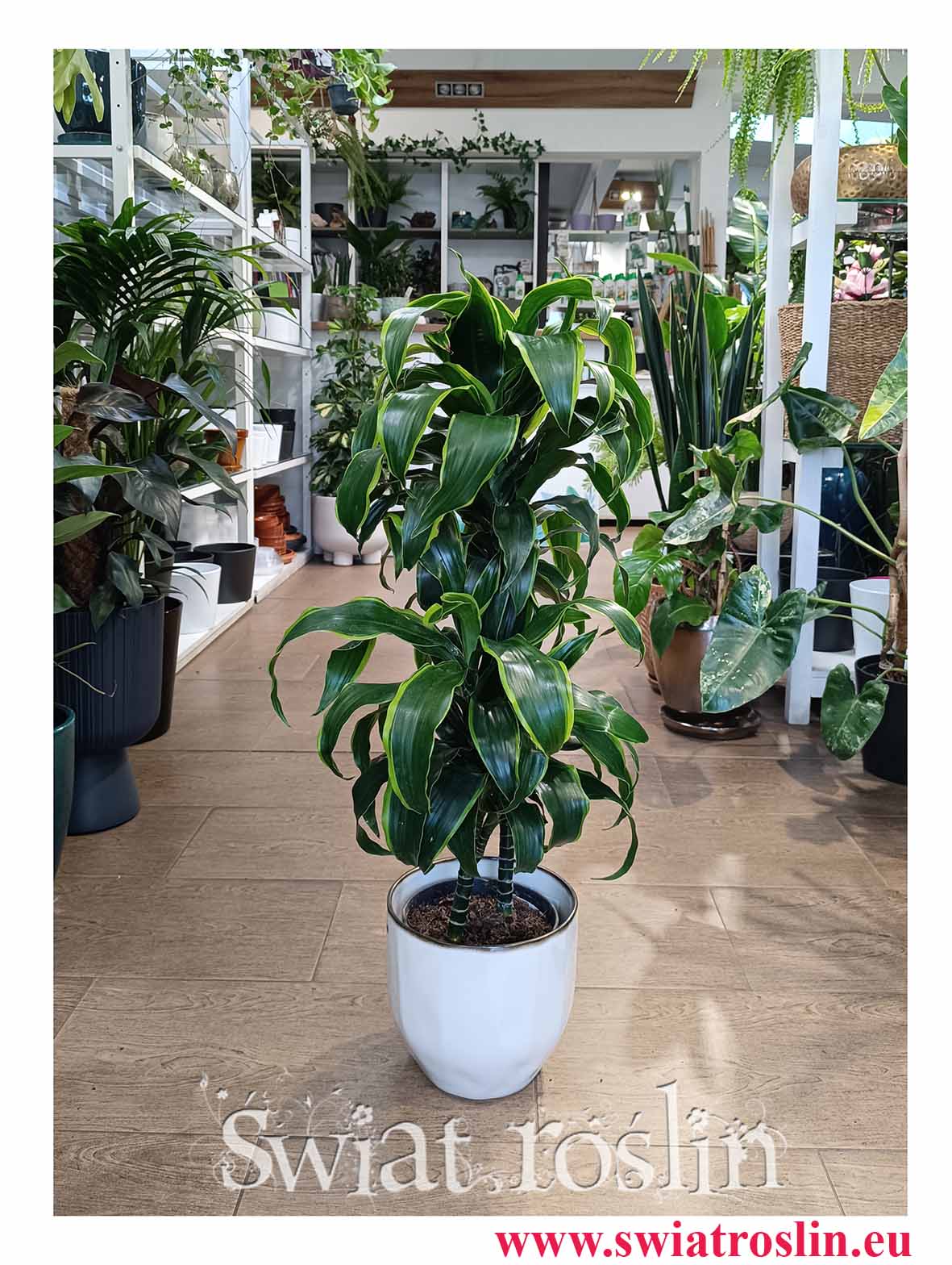 Dracena Dorado, Dracaena Fragrans Dorado, do biura do hotelu do firmy do mieszkania do salonu  do recepcji z dostawą w całej Polsce